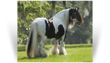 The Shogun Horse